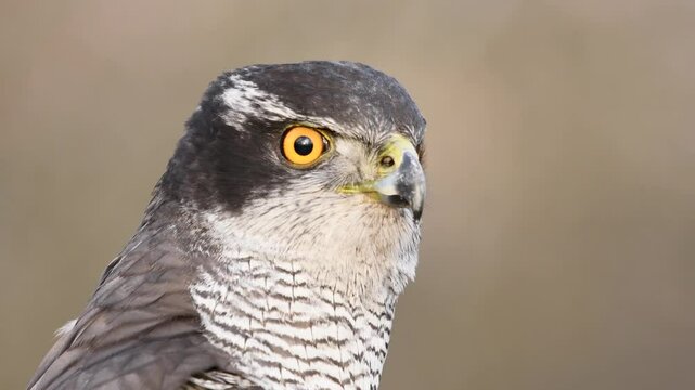 Portrait of a goshawk