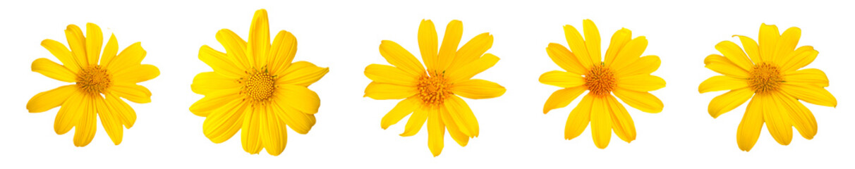 Golden blooms: A vibrant display of five meticulously arranged golden flowers bursts with energy,...
