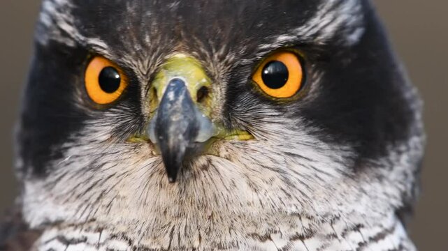 Portrait of a goshawk