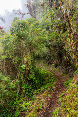 Obraz premium Hiking trail to Abra Esperanza in Yanachaga–Chemillen National Park, Peru