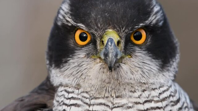 Portrait of a goshawk