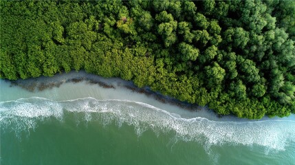 an aerial view of a dense mangrove forest acting as a natural barrier against coastal erosion.