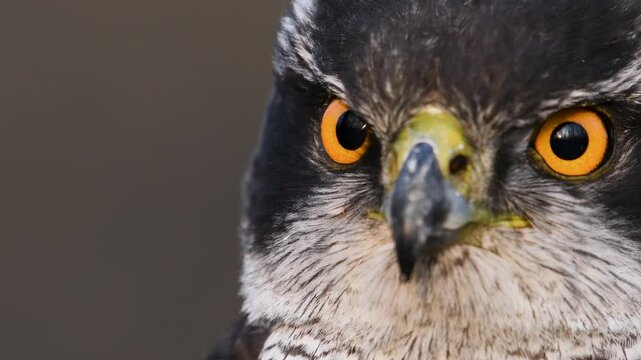 Portrait of a goshawk