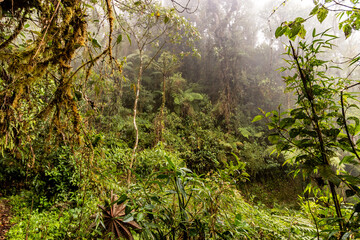 Misty view of the cloud forest of Yanachaga–Chemillen National Park, Peru