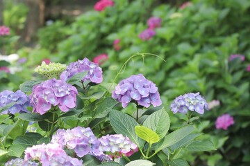木蔭に咲く紫の紫陽花の花