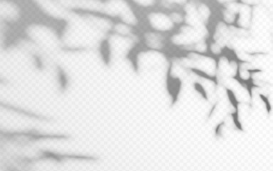Shadow overlay from a tree branch isolated on a transparent background.