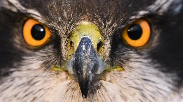 Portrait of a goshawk