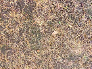 ヒマラヤスギの枯れ葉の散った初夏の雨上がりの公園の庭風景
