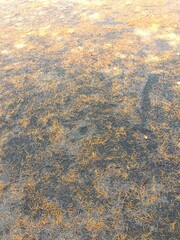 ヒマラヤスギの枯れ葉の散った初夏の雨上がりの公園の庭風景
