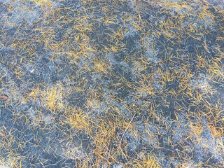 ヒマラヤスギの枯れ葉の散った初夏の雨上がりの公園の庭風景
