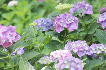 紫の紫陽花の花