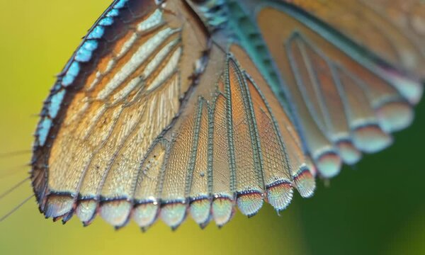Nature&rsquo;s Pattern &ndash; Macro Butterfly Wing Close-Up