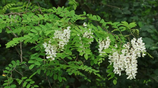 Robinienbl&uuml;ten an einem windigen Tag