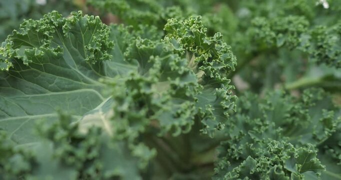 A healthy fresh curly kale,fresh curly kale salad, food background,Kale in garden