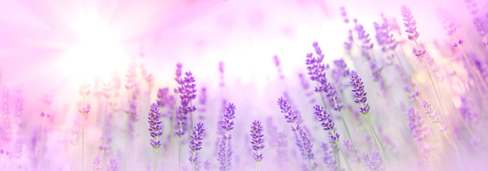 Selective and soft focus on lavender flower, lavender lit by sun rays