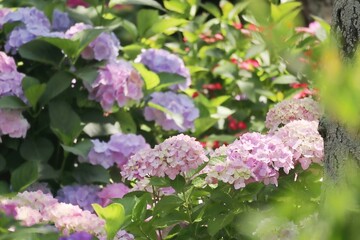 木漏れ日に咲く満開のピンクの紫陽花の花