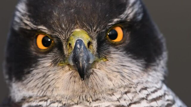 Portrait of a goshawk