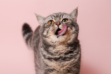 Gray funny cat licking its lips, isolated on pink background