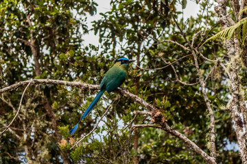 Andean motmot (Momotus aequatorialis) in Yanachaga–Chemillen National Park, Peru