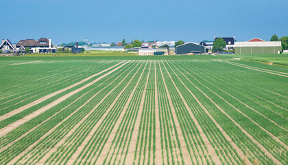 Crops are planted in straight rows in an agricultural field