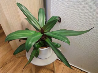 Decorative houseplant Purple Queen (Tradescantia pallida) on a coaster