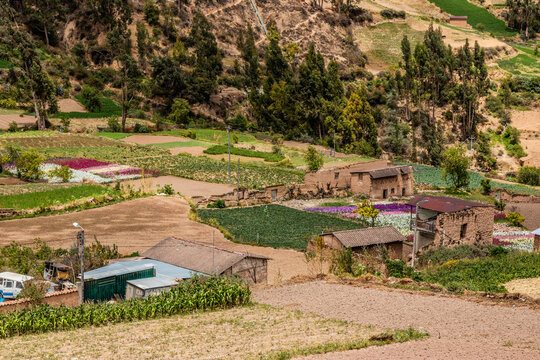 Rural landscape of Chuchopampa village near Tarma town with flower fields, Peru