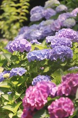 Obraz premium 満開の薄紫の紫陽花の花 縦