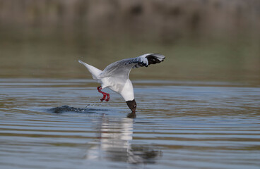 Black-headed gull, Chroicocephalus ridibundus