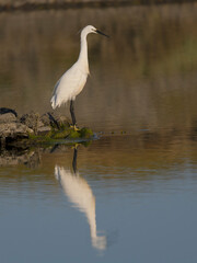 Little egret, Egretta garzetta