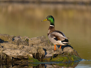 Mallard, Anas platyrhynchos
