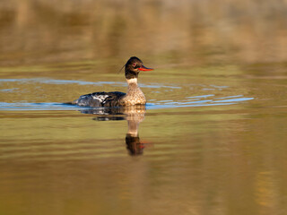 Red-breasted merganser, Mergus serrator