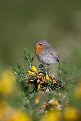 Robin, Erithacus rubecula