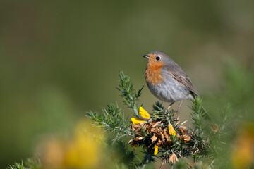 Robin, Erithacus rubecula