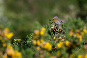 Robin, Erithacus rubecula