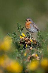Robin, Erithacus rubecula