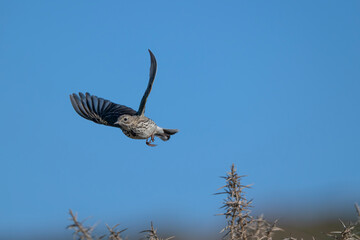 Rock pipit, Anthus petrosus
