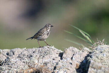 Rock pipit, Anthus petrosus