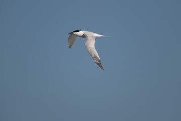 Sandwich tern, Thalasseus sandvicensis