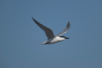 Sandwich tern, Thalasseus sandvicensis