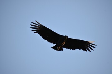 Obraz premium Bird silhouette against a blue sky.