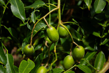 Close-up of green ambarella fruits hanging from a leafy branch against a dark, blurred background.

