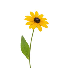 Single black eyed susan flower isolated on transparent background