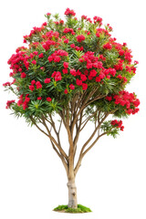blooming oleander tree with red blossoms isolated on white background, PNG