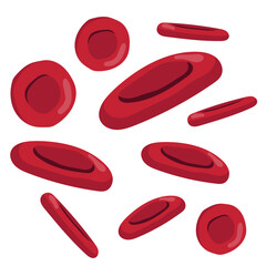 Red Blood Cells Illustration