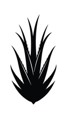 Fototapeta premium Black Silhouette of Agave Plant