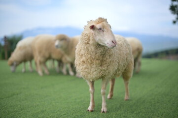 A group of sheep grazing on a green field with mountains in the background under a clear sky.