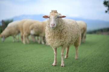 A group of sheep grazing on green grass with a clear sky and distant mountains in the background.