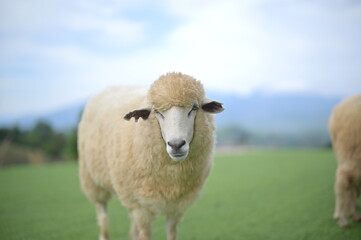 Naklejka premium A sheep stands on a grassy field with a blurred landscape in the background.