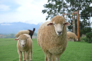 A fluffy sheep and a lamb stand on a green grassy field with more sheep grazing in the background under a cloudy sky.