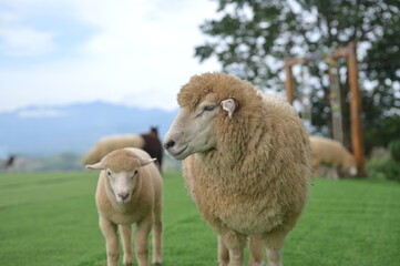A fluffy sheep and a lamb stand on green grass with other sheep and mountains in the background.
